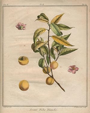 Avant Peche Blanche, Plate II, from "Traite des Arbres Fruitiers"