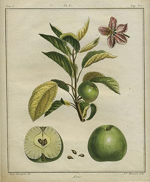 Anis, Plate V, from "Traite des Arbres Fruitiers"