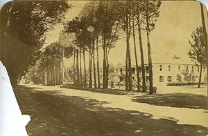 Albumen Photograph of Tree Lined Street in Wynberg near Cape Town