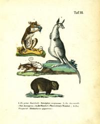 Marsupial print, Die Grosse Beutelratte, Die Aeneasratte, Der Wombat, and Das Kanguruh