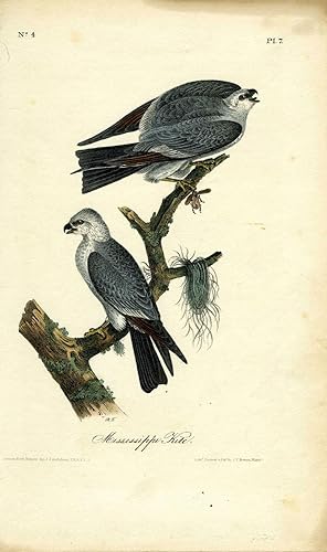 'Mississippi Kite', hand colored lithograph, octavo edition