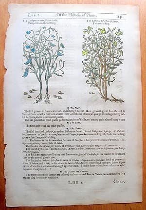 Antique Woodcut Engraving. Botanical- Party Coloured Chichling, Tare Everlasting, and The Oily Gr...