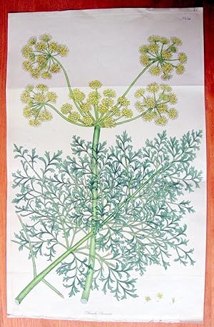 Antique Copperplate Engraving. Botanical - Ferula Persica