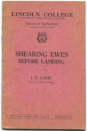 Shearing ewes before lambing.