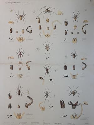 Zoologie Arachnides Pl 5. Scytodes. Dysdères. Drasses. Clubiones. Thomises. Description De l'Egyp...