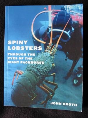 Spiny Lobsters. Through the Eyes of the Giant Packhorse
