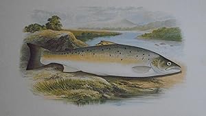 British Fresh-Water Fishes - Original Wood Block Plate - SALMON TROUT (VAR)