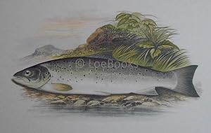 British Fresh-Water Fishes - Original Wood Block Plate - GALWAY SEA TROUT