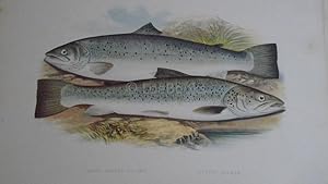 British Fresh-Water Fishes - Original Wood Block Plate- SHORT HEADED SALMON, SILVERY SALMON