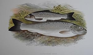 British Fresh-Water Fishes - Original Wood Block Plate - BLACK FINNED TROUT