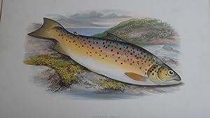 British Fresh-Water Fishes - Original Wood Block Plate - GILLAROO TROUT