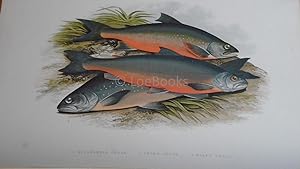 British Fresh-Water Fishes - Fine Original Wood Block Plate - WINDERMERE CHARR, COLE'S CHARR, GRA...