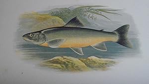 British Fresh-Water Fishes - Fine Original Wood Block Plate - LOCH KILLIN CHARR