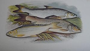 British Fresh-Water Fishes - Fine Original Wood Block Plate - VENDACE, GWYNIAD, GRAYLING