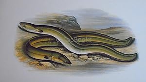 British Fresh-Water Fishes - Original Wood Block Plate - SHARP NOSED EEL, BROAD NOSED EEL