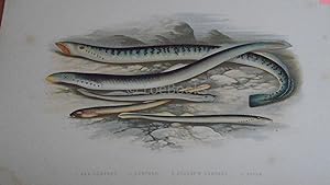 British Fresh-Water Fishes - Original Wood Block Plate- SEA LAMPREY, LAMPERN, PLANER'S LAMPREY, P...