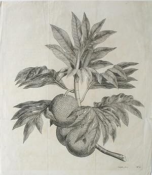 Breadfruit Engraving from Cook's first voyage. (A branch of the bread-fruit tree with the fruit)
