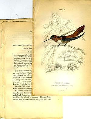 Trochilus Rufus (Ruff-necked or Nootka Humming-Bird), hand colored engraving