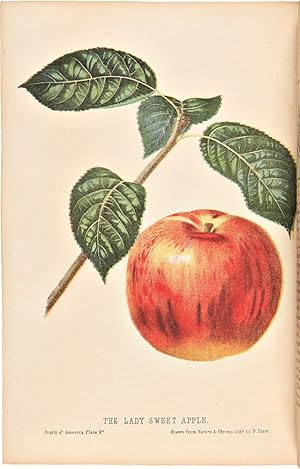 The Fruits of America, containing richly colored figures, and full descriptions of all the choice...