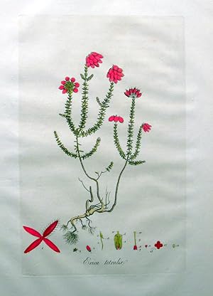 Antique Copperplate Engraving. Botanical- Erica Tetralix or Cross-Leaved Heath.