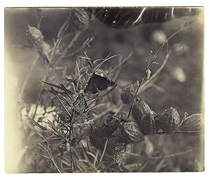 Albumen photograph of a butterfly, Hawkesbury River