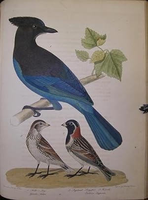 American ornithology; or, The natural history of the birds of the United States . . . . ; America...