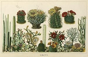 'Cacti'. Botanical chromolithograph with red and yellow flowering cacti