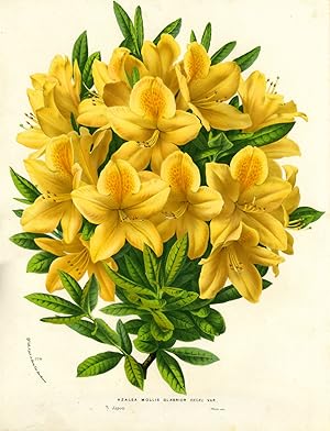 Azalea, Azalea Mollis Glabrior, color chromolithograph print. From the Flore des Serres et des Ja...