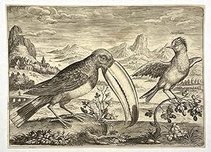 [Antique engraving, birds, 1618] Toucan and another tropical bird [Avium Vivae Icones; set](toeka...