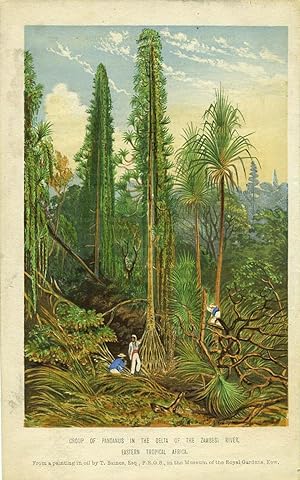 Group of Pandanus in the Delta of the Zambesi River, Eastern Tropical Africa. Engraving