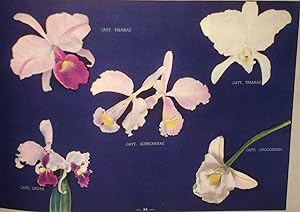 Orquideas Colombianas (Columbian Orchids)