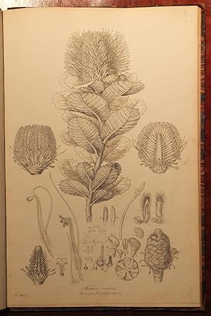 Illustrationes florae Novae Hollandiae, sive icones generum quae in Prodromoflorae Novae Hollandi...