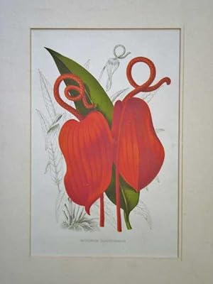 Anthurium Scherzerianum Flamingo Flower Colour Botanical Print