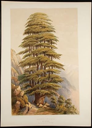 Cedrus Deodara, at Nachar from a drawing by the late Lady Canning (Himalyan Cedar)