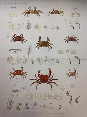 Zoologie Crustacés. Pl 2. Crabes - Alésides. Potamons Ou Crabes - Fluviatiles. Description De l'E...