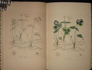 Jacob Bigelow's American Medical Botany 1817 - 1821. An Examination of the Origin, Printing, Bind...