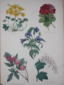The English Flower Garden: A Monthly Magazine of Hardy and Half-Hardy Plants. (Two Volumes)
