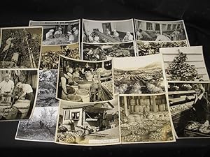 Collection of 17 original photographs relating to fruit growing and fruit picking in Canada (Onta...
