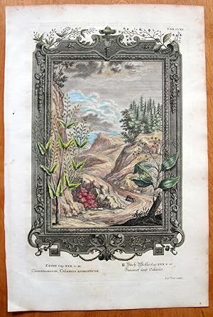 Antique Copperplate Engraving. Botanical- Clamus Aromaticus,