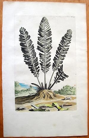 Antique Copperplate Engraving. Botanical- Struthiofera.