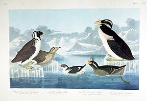 Black-throated Guillemot, Nobbed-billed Auk, Curled-Crested Auk. From "The Birds of America" (Ams...