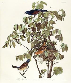 Blue Grosbeak. From "The Birds of America" (Amsterdam Edition)