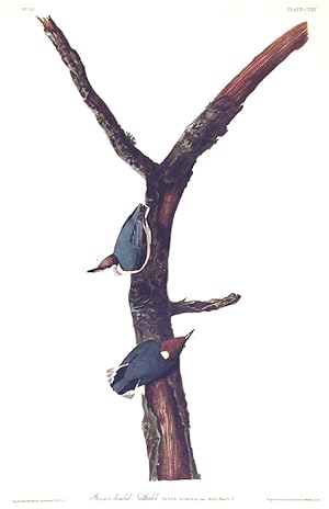 Brown headed Nuthatch. From "The Birds of America" (Amsterdam Edition)