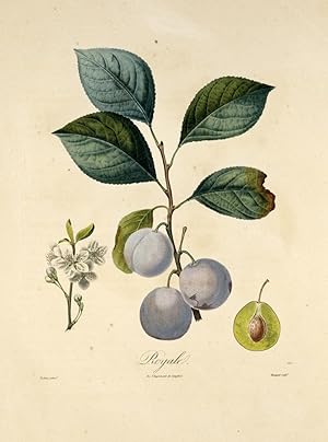 Frutta, appartenente all'opera Traité des arbres fruitiers