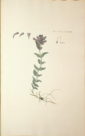 Icones Plantarum sponte nascentium in regnis Daniae et Norvegiae, in ducatibus Slesvici et Holsat...
