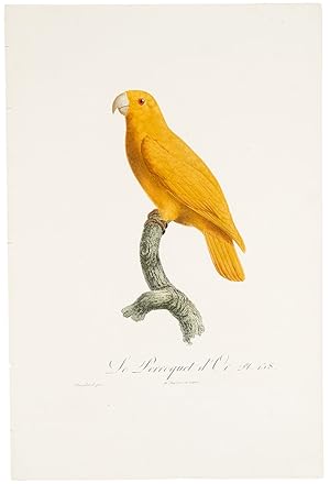 [Golden parakeet or conure] Le Perroquet d'Or