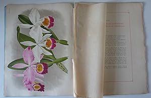 Lindenia. Iconographie des orchidées. Double livraison (7me et 8me) du volume 9. Février - Mars 1...