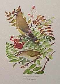 Cedar Waxwing and Red-eyed Vireo.