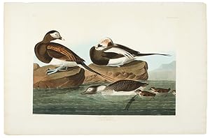 Long-Tailed Duck [Oldsquaw] from The Birds of America