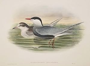 Hydrochelidon Leucopareia [Whiskered Tern].